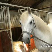 Anden særlig race Super star