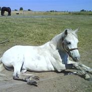 Anden særlig race Super star