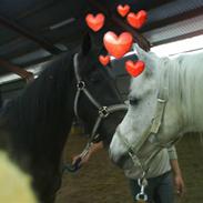 Anden særlig race Super star