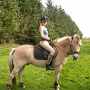 Fjordhest Django (solgt)