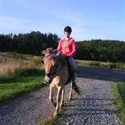 Fjordhest Django (solgt)