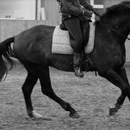 Anden særlig race Barnaby