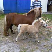 Shetlænder Nanna á Holte