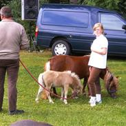 Shetlænder Nanna á Holte