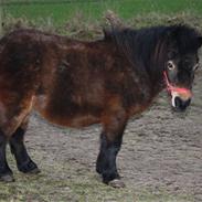 Anden særlig race Daisy