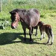 Anden særlig race Daisy