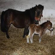 Anden særlig race Daisy