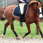 Anden særlig race Comet