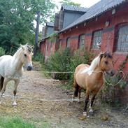 Anden særlig race Cille  SOLGT!