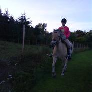 Fjordhest Django (solgt)