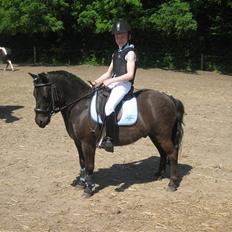 Shetlænder blacki- solgt