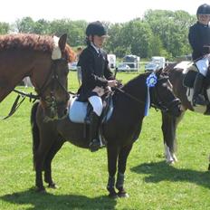 Shetlænder blacki- solgt