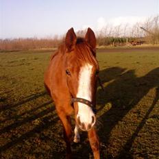 Anden særlig race cassiopeia 