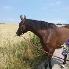 Trakehner Elpride (Solgt)