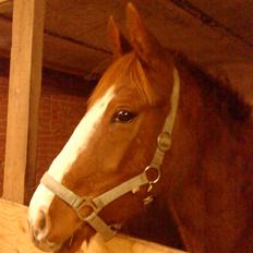 Anden særlig race cassiopeia 