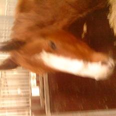 Anden særlig race cassiopeia 