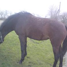 Trakehner Elpride (Solgt)