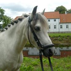 Welsh Mountain (sec A) Cassiopeia