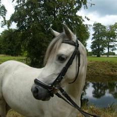 Welsh Mountain (sec A) Cassiopeia