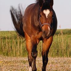 Dansk Varmblod Comtessa