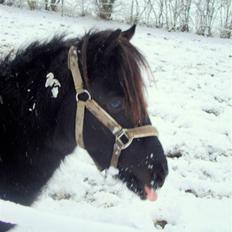 Anden særlig race  # Musse # 