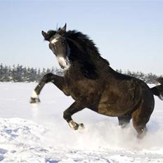 Anden særlig race Barnaby