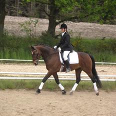 Dansk Varmblod Rúnan Rex