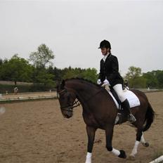 Dansk Varmblod Rúnan Rex