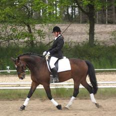 Dansk Varmblod Rúnan Rex