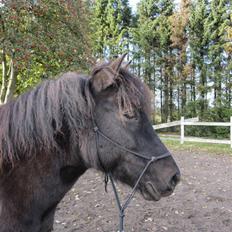 Anden særlig race Figaro, du glemmes aldrig
