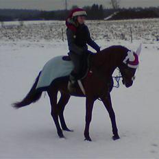 Anden særlig race Galant - vsr  - Part <3