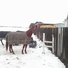 Anden særlig race Galant - vsr  - Part <3