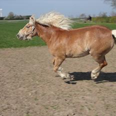 Haflinger Gaya *SOLGT* :'( 