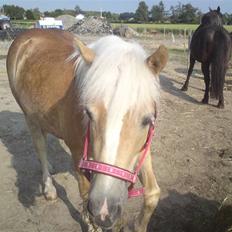 Haflinger Gaya *SOLGT* :'( 