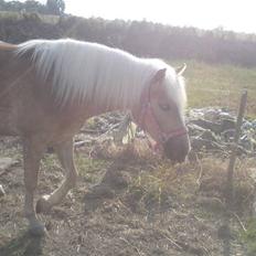 Haflinger Gaya *SOLGT* :'( 