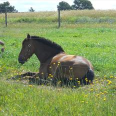 Anden særlig race Kiss Kiss Bang Bang DK 