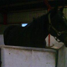 Traver Samedi *Hvil i fred*