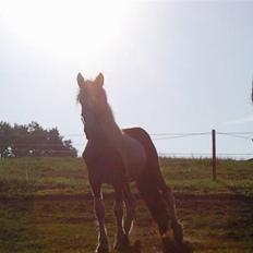 Anden særlig race Prins<3