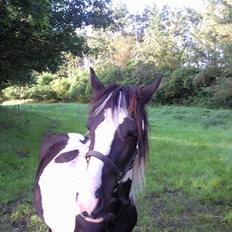 Anden særlig race Prins<3