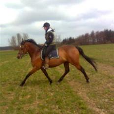 Anden særlig race Naja