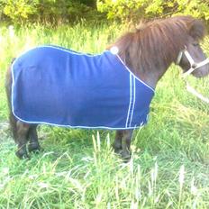 Shetlænder Lille Per