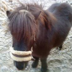 Shetlænder Lille Per