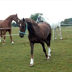 Welsh Cob (sec D) Menai On A Promise <3