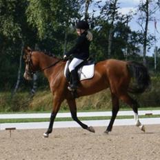 DSP Hedemands Tanita