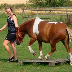 Pinto Aragon - Savnet