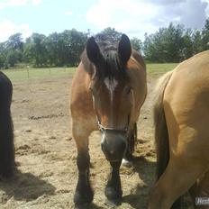 Belgier - Møffe (Basse)