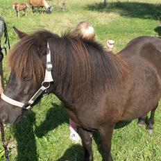 Anden særlig race Cute