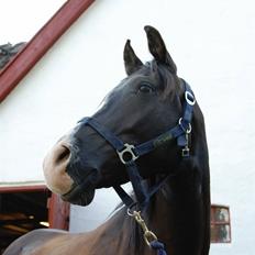 Arabisk fuldblod (OX) Kenzo *plejebarn pony*