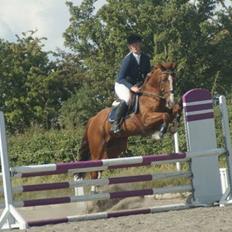 Tysk Oldenburger Andiamo 162