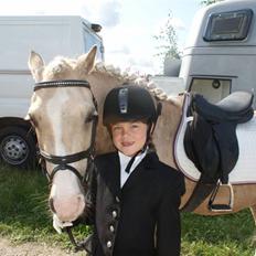 Palomino Golden Beauty